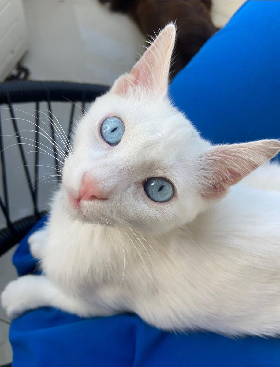 tangerinarof's tweet photo. ¡Se perdió Leo! Gatito de 8 meses el sábado 21 al mediodía. Zona Museo del Barro (detrás del Esplendor) Cualquier info al 0971528102 por favor 🙏🏼 https://t.co/IQU2ZFPBLC