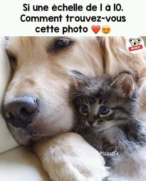 Planimaux tweet media