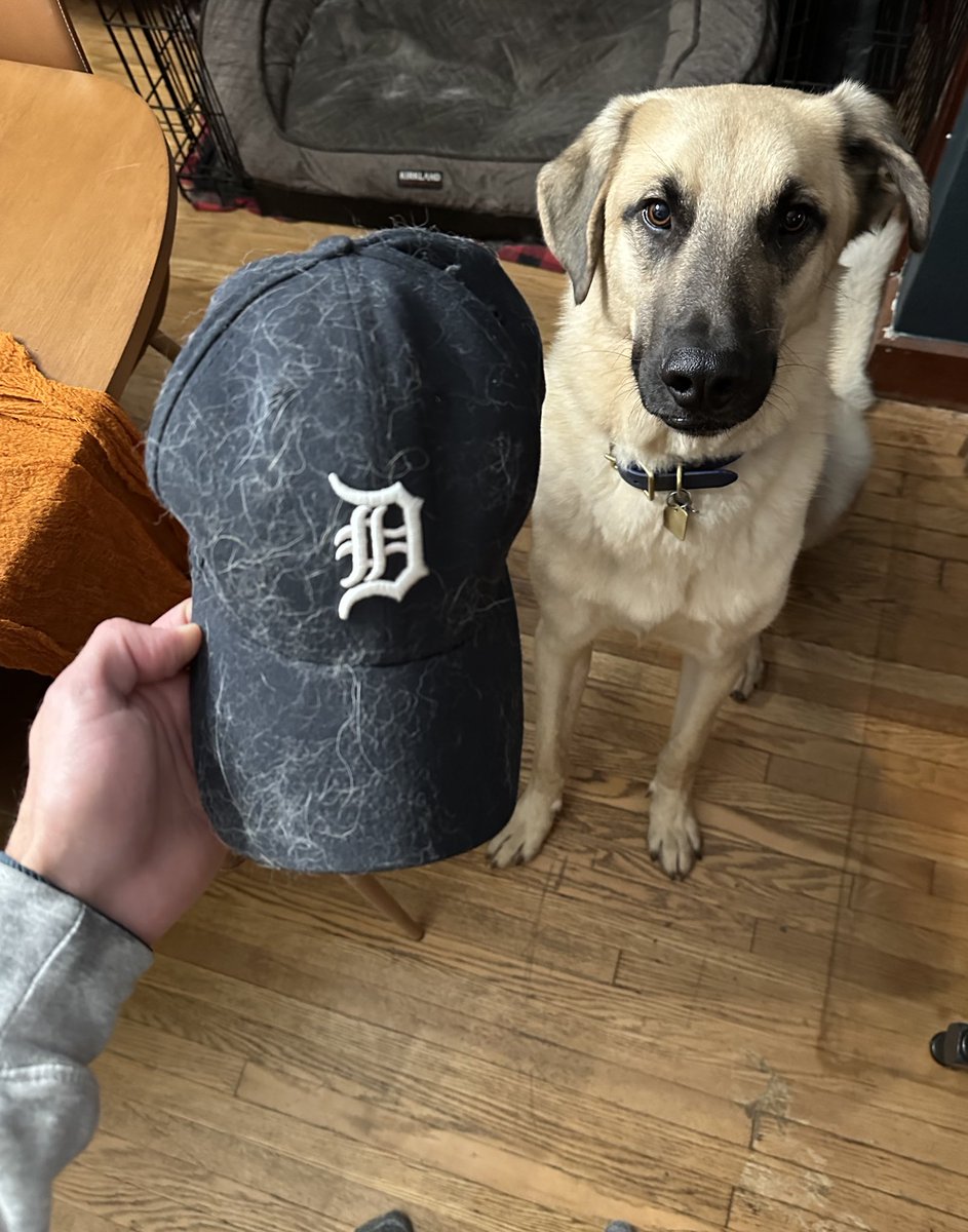RyanHanaWWP's tweet image. In August, Tully (thief, idiot) stole my Tigers hat because he likes to take my clothes and just lay with them.

Didn't get around to cleaning it up and the Tigers have been on this insane streak ever since.

The hat stays dirty. Go Tigers. 🐅