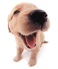 le caigo tan bien a mi psicóloga q me dijo q nos viéramos dos veces a la semana en lugar de una