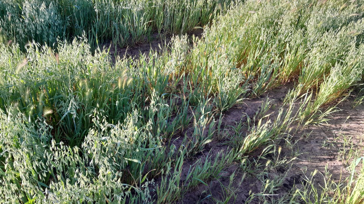 WA growers noticing poor patches in their crops this season should diagnose and confirm the issue. This will help put the right management plan in place for 2025 #PestFactsWA <a href="/GRDCWest/">GRDC West</a>

agric.wa.gov.au/newsletters/pe…