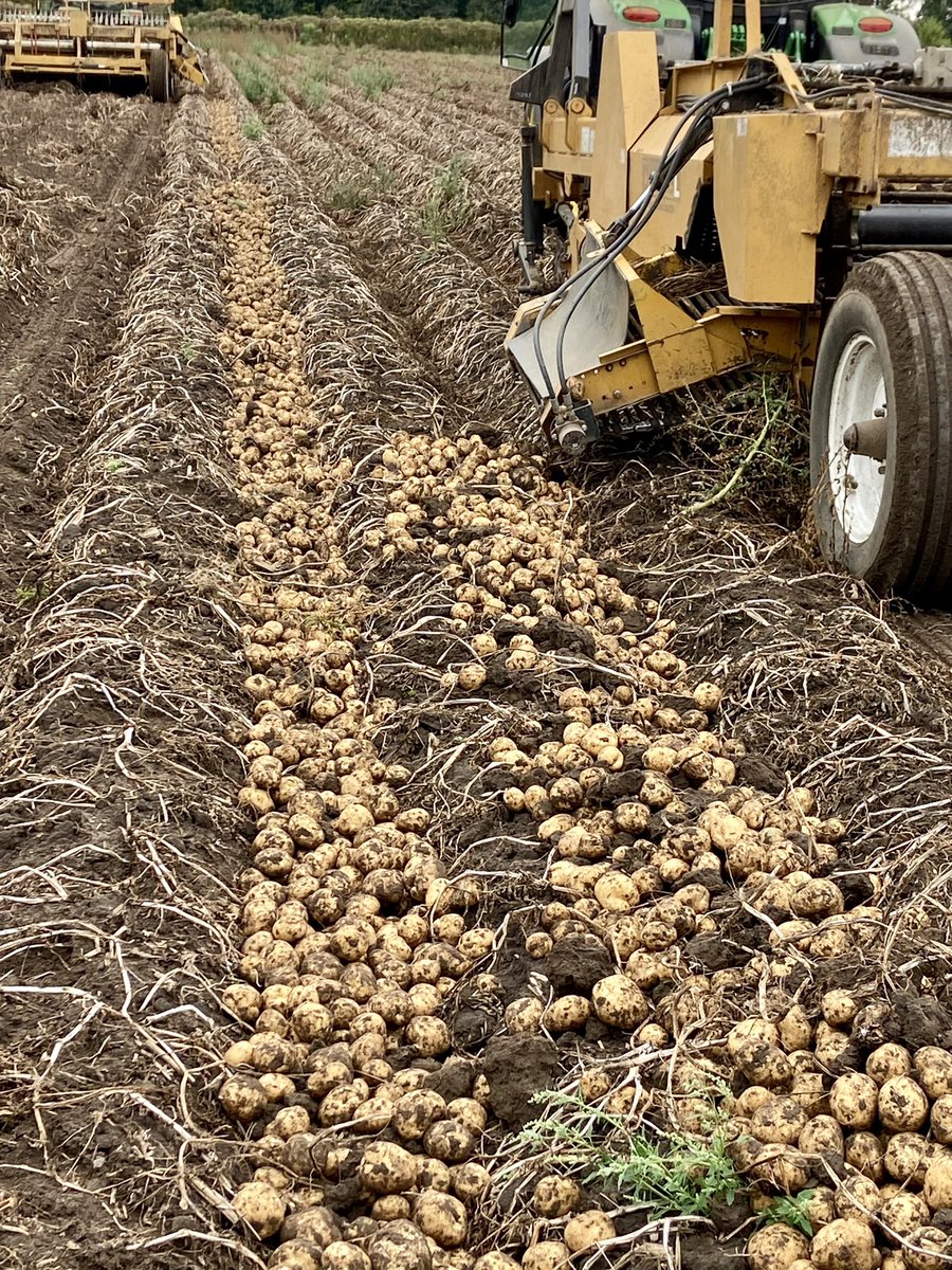1 potato, 2 potato, 3 potato 4!