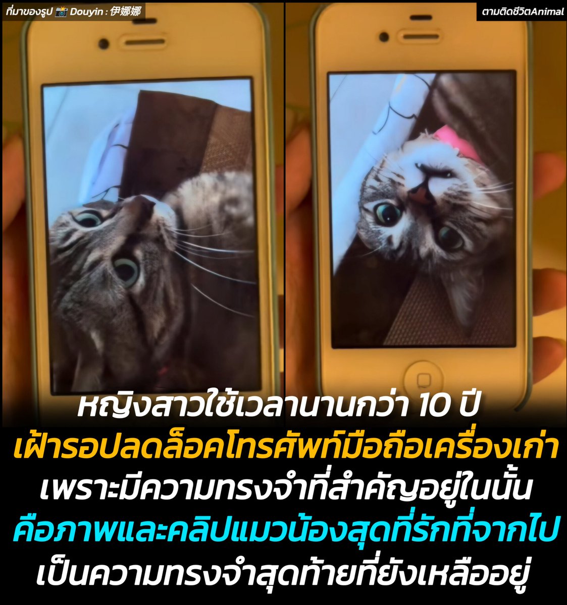 AnimalFW_TH's tweet photo. โทรศัพท์มือถือของหญ���งสาวถูกล็อคนานกว่า 10 ปี จนวันนี้เธอเข้ามันได้อีกครั้ง และพบกับภาพความทรงจำที่มีค่าและหาจากที่ไหนไม่ได้อีกแล้ว คือน้องแมวสุดที่รักที่จากไป ในตอนที่เจ้าเหมียวยังเด็ก เธอได้ถ่ายคลิปของน้องไว้ ในจังหวะที่เจ้าเหมียวหันมาสบตากับกล้อง ภาพนั้นเจ้าเหมียวราวกับบอกว่า "ไม่เจอกันนานเลย เธอโตเป็นผู้ใหญ่แล้วสินะ" มือถือเครื่องนี้จึงกลายเป็นสิ่งที่ประเมินค่าไม่ไ��้สำหรับจิตใจของเธอ ชาวเน็ตให้��ำลังใจเธอว่า เจ้าเหมียวยังเฝ้ามองเราจากบนดาวของพวกเขาอยู่เสมอ 🥺🥹😺
น้องแมว : เฮ้ เราเจอกันรอบนี้ เธอดูโตขึ้นมากเลยนะ 😸
อาณาจักรสัตว์โลก มีม&สาระ By ตามติดชีวิตAnimal
หญิงสาวผู้ใช้ Douyin : 伊娜娜的 เล่าว่า 10 ปีที่แล้วโทรศัพท์มือถือของเธออาจถูกลองรหัสผ่านผิดโดยผู้ปกครองของเธอ ทำให้เข้าสู่โหมดนับถอยหลัง ซึ่งใช้เวลานานกว่า 80,000 ชั่วโมง หมายความว่าต้องรอ 10 ปีก่อนที่จะสามารถปลดล็อคได้อีกครั้ง แล้วในที่สุดวันนี้ก็มาถึง เธอไปซื้อสายชาร์จรุ่นเก่าและรอ 228 นาทีสุดท้ายอย่างใจจดใจจ่อ จากนั้นจึงใส่รหัสผ่านที่ถูกต้องและในที่สุดก็สามารถเปิด 

สิ่งแรกที่เธอทำคือเปิดอัลบั้มรูปภาพ สิ่งที่ปรากฏคือวิดีโอของแมวลายสลิดของเธอที่กลับดาวไปแล้ว ดวงตาสีเขียวที่งดงาม��องแมวกำลังจ้องมองไปที่กล้อง ช่วงเวลาที่ห่างกัน 10 ปีนี้ทำให้ชาวเน็ตต่างรู้สึกตื่นเต้นไปด้วย หญิงสาวเล่าว่าเธอเลือกที่จะไม่รีเซ็ตโทรศัพท์และรอ 10 ปีเพราะเธอไม่สามารถทิ้งบันทึกความทรงจำอันมีค่าเหล่านี้ได้

ชาวเน็ตต่างรู้สึกประทับใจที่ได้เห็นแมวที่รักของเธอปรากฏตัวอีกครั้งหลังจากผ่านไป 10 ปี หลายคอมเมนท์ ที่ปรากฎคือ   
"แมวเหมียว : นี่คือตัวเธอที่โตขึ้นขนาดแล้วเหรอ" "เมื่อเราสบตากันอีกครั้ง เธอก็เป็นผู้ใหญ่แล้วสินะ" "มีแมวเหมียวตัวน้อยกำลังรอเธออยู่ข้างในนั้น 10 ปีเชียวนะ" "เจ้าทาสตัวน้อย เธอโตขึ้นแล้ว"

 เรื่องราวนี้ยังแสดงให้เห็นถึงพลังของความทรงจำและความผูกพัน แม้เวลาจะผ่านไปนานเพียงใด ความทรงจำเกี่ยวกับคนที่เรารักและสิ่งที่เรารักยังคงอยู่กับเราเสมอ และเทคโนโลยีสามารถช่วยให้เราย้อนกลับไปสัมผัสความทรงจำเหล่านั้นได้อีกครั้ง

สุดท้าย เรื่องนี้ยังเป็นเครื่องเตือนใจให้เรา���ห็นคุณค่าของช่วงเวลาปัจจุบัน จงใช้เวลาสร้างความทรงจำดีๆ กับคนที่เรารัก เพราะวันหนึ่ง ความทรงจำเหล่านี้อาจกลายเป็นสิ่งล้ำค่าที่สุดที่เรามี

เรียบเรียง 🖋️ แอดเพา
ที่มาของรูป 📸 Douyin : 伊娜娜的