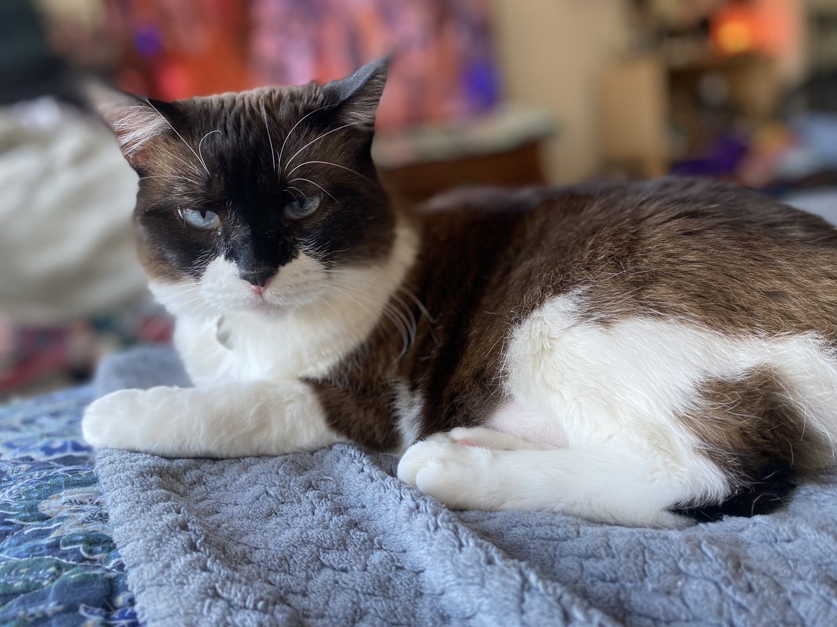 kelly2819's tweet photo. Could someone please tell me why it’s only Tuesday 😼??

@tippyandmerle 

#Tuesday #ToeBeanTuesday #ToeBeans #ItsOnlyTuesday #CatsOfSanFrancisco #SnowshoeSiamese #CerebellarHypoplasia #WobblyCat  #AdoptDontShop #RescueCat #TippyAndMerle https://t.co/W3ZPl4gGnS