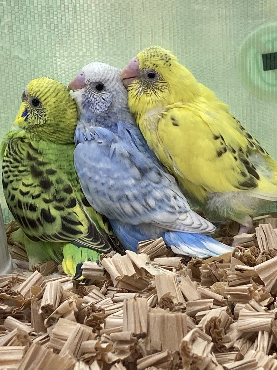 enchokomagoe's tweet photo. 小動物コーナーより【新入荷】
セキセイインコ ヒナ
長毛ハムスター♂︎︎ ♀
ゴールデンハムスター︎︎ ♀ https://t.co/ELc4z9573G