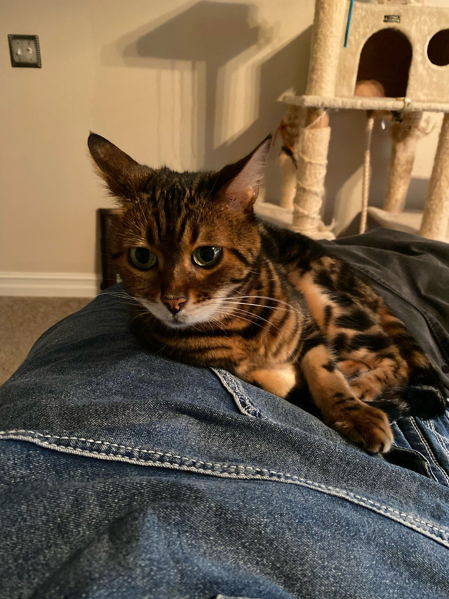 I forgot to post these pics! While I was in San Diego I got sent pics of my cats, apparently none of them missed me…😂😂