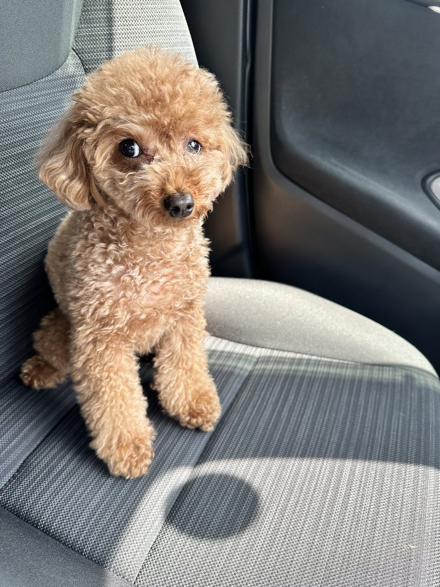 Bea_toipuu's tweet photo. 車の中でママを待つイッヌ🐶 https://t.co/h4q6jVpRyI