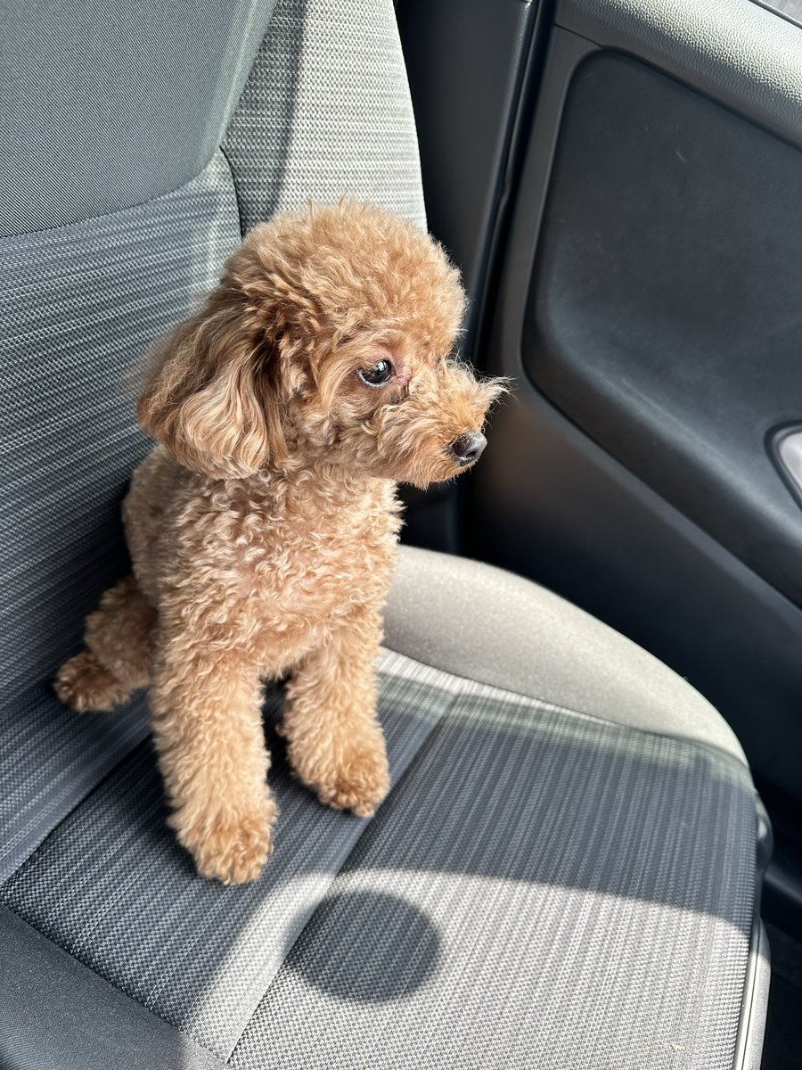Bea_toipuu's tweet photo. 車の中でママを待つイッヌ🐶 https://t.co/h4q6jVpRyI