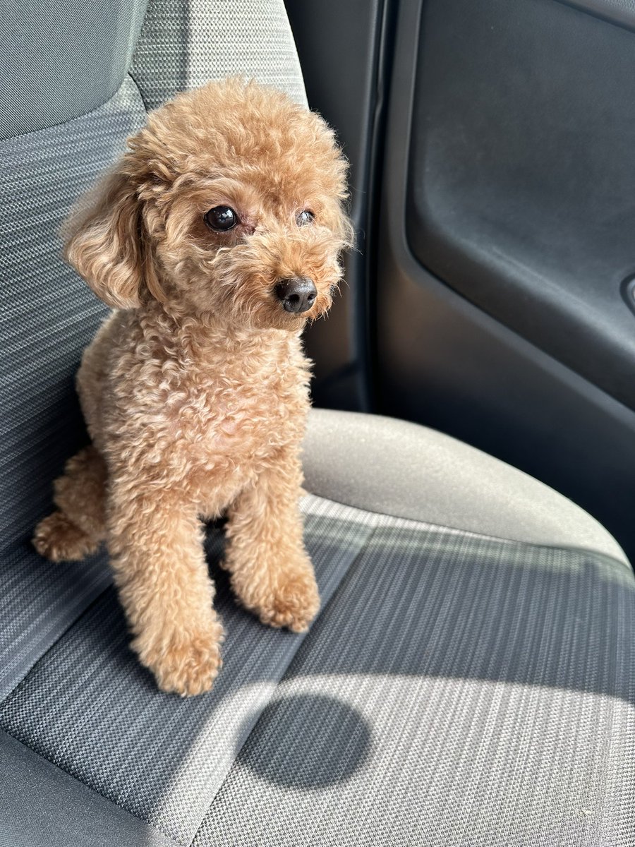 Bea_toipuu's tweet photo. 車の中でママを待つイッヌ🐶 https://t.co/h4q6jVpRyI