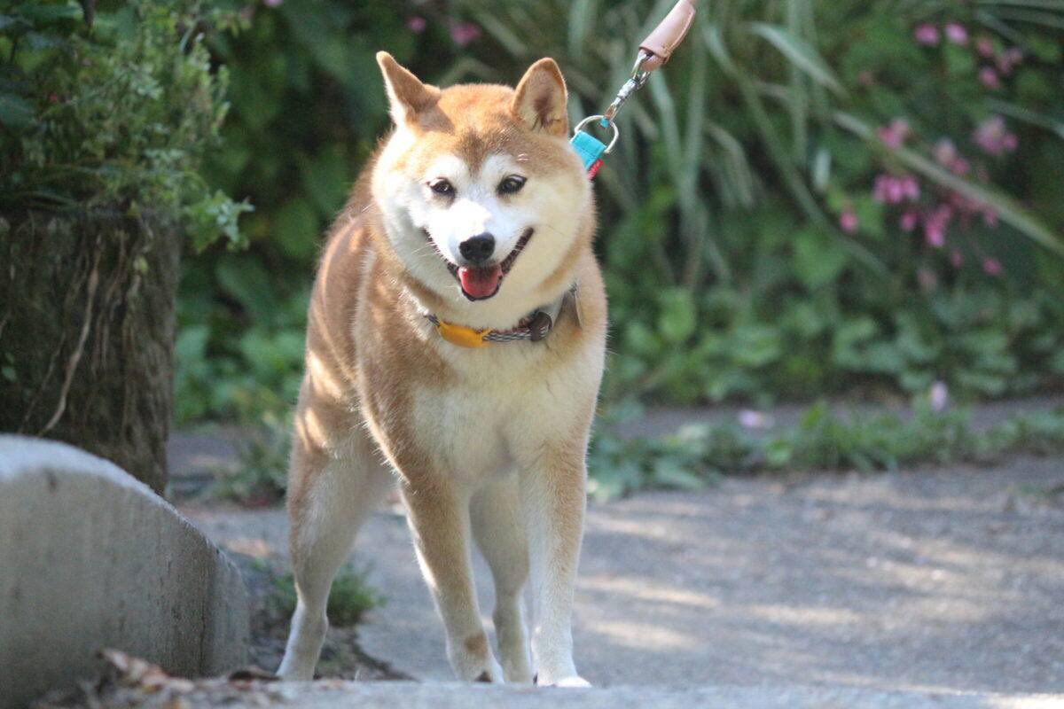 Sendorxbc's tweet photo. @ProTheDoge Send $MIYO to millies my bro https://t.co/L0eOQoPx6r