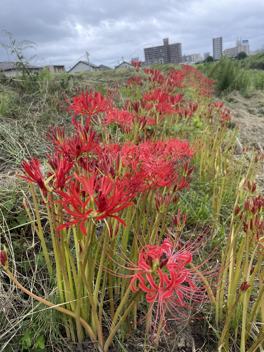 Mrcarrasco4's tweet photo. 勢いで11月のリレーマラソン🏃‍♀️にエントリーしちゃったもんで😅

WalkingじゃなくRannigに切り替えつつ自主練中🏃‍♀️‼️

彼岸花、曼珠沙華が河川敷にいっぱい咲いててキレイです😊✨

#梅田川 #ウォーキング #ランニング #walking #ranning #リレーマラソン #秋の風 #彼岸花 #曼珠沙華 https://t.co/hIolPOGV6a