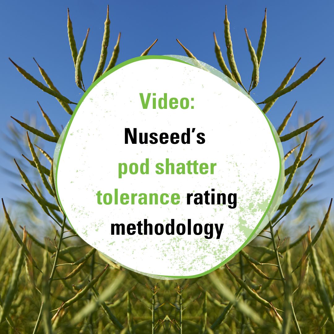 NufarmSeedsAU's tweet image. "Pod shatter on your mind? Ours too! That’s why #Nuseed developed a new #podshatter tolerance rating methodology.

Keen to learn more about it and how we breed improved pod shatter tolerance?

Learn more 📽️ bit.ly/4aSRHi5

#NuseedAustralia #Canola #ValueBeyondYield"
