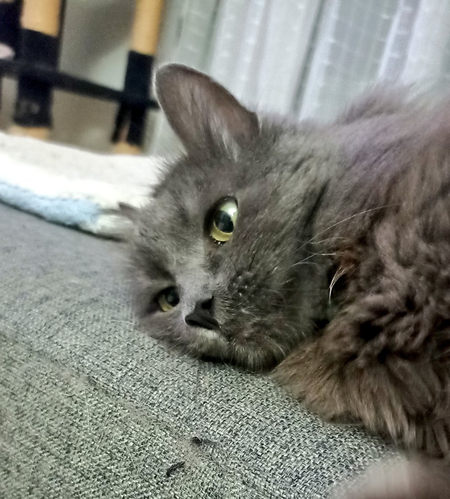 ilebe 🏃♀️🐈🐾🐕 tweet media