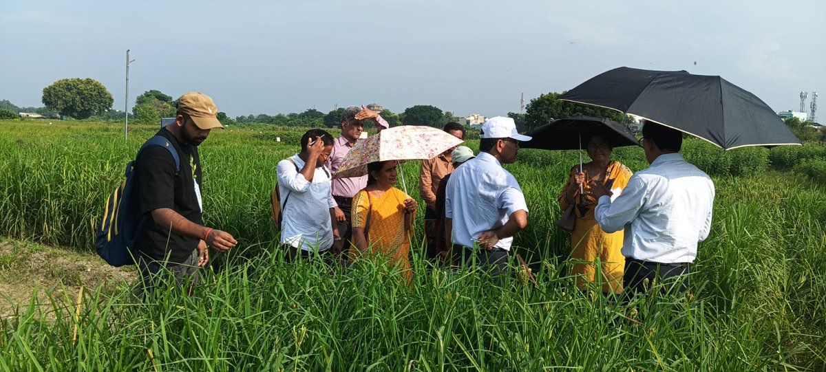 PKSINGHBHU's tweet photo. Dr. P.Sanjana Reddy,  Dr C Aruna and Dr K. Hariprasanna from ICAR-IIMR Hyderabad Monitoring Millets improvements programme at Agril Research Farm BHU https://t.co/OR45Fa8jTz