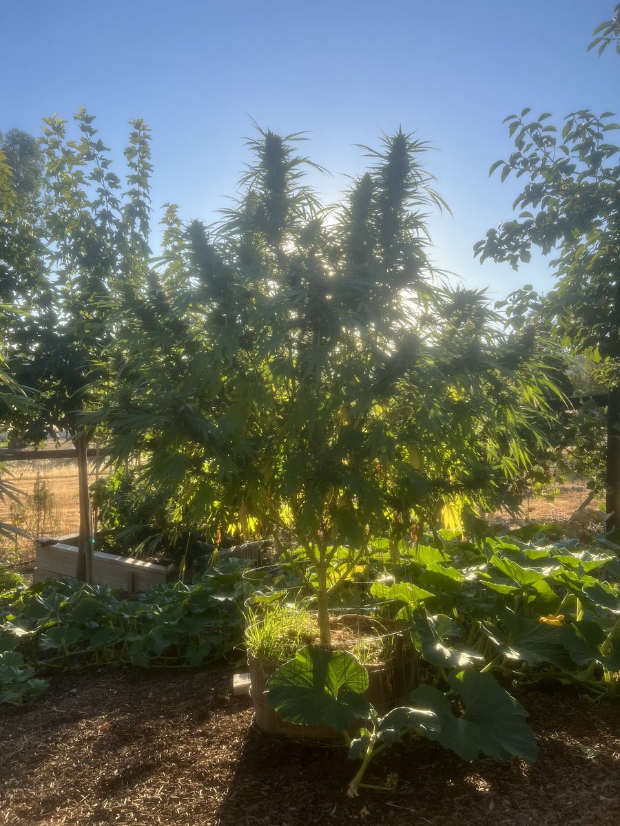 kaligrownclub's tweet photo. Harvest time is just around the corner! 🌿 Excited to bring in the fruits of this season’s hard work. Each plant tells a story of resilience, vigor, and the magic of the heirloom genetics we’ve cultivated. 🌱💚 #HarvestSeason #KaliforniaGrown #HeirloomGenetics #LegacyFarming” https://t.co/4j1ChqI8V4