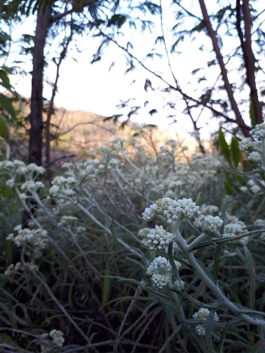 Ruter_98's tweet photo. 🌼 https://t.co/ssP59ad0j5