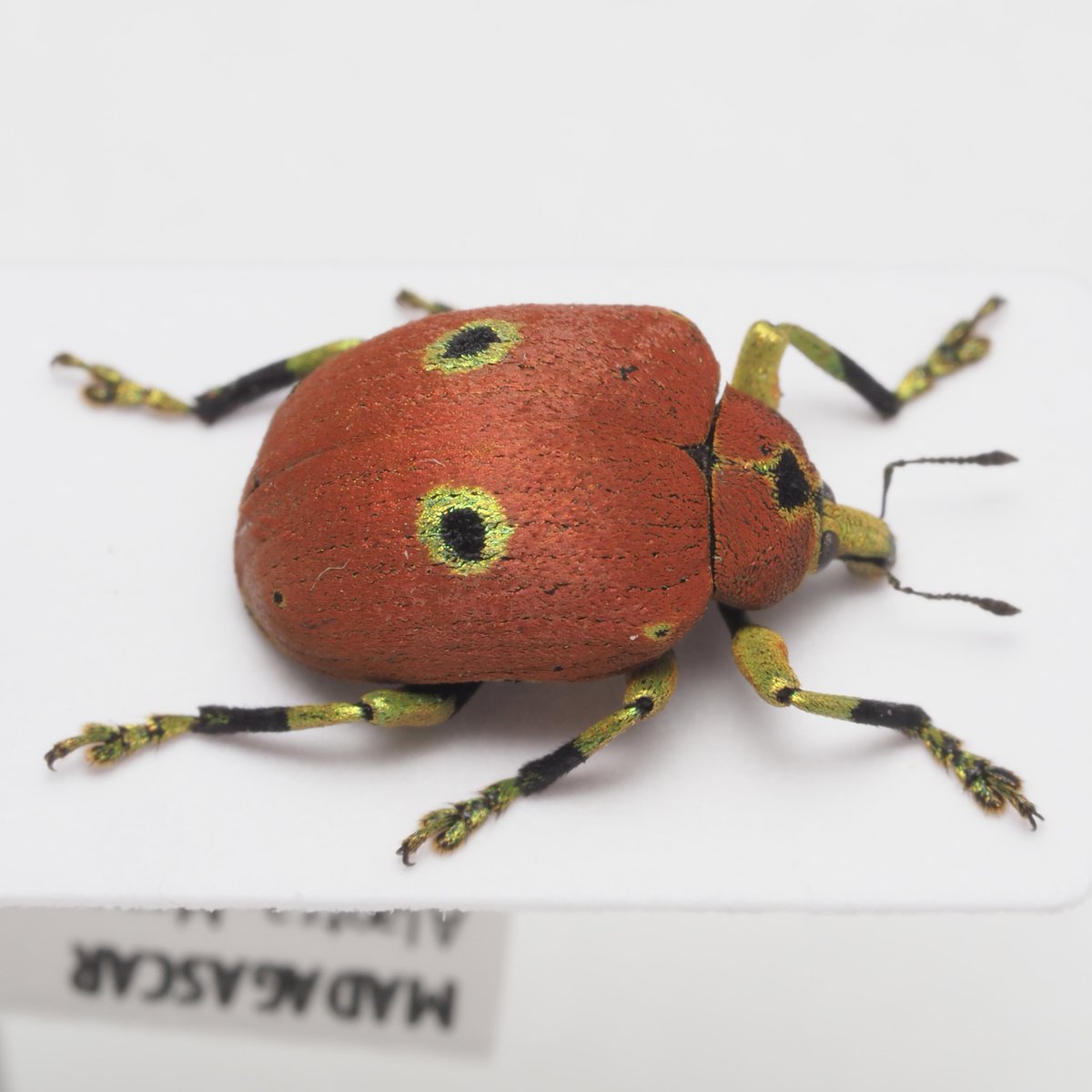 マダガスカルのメンガタタコゾウムシ Chloropholus cf. bioculatus