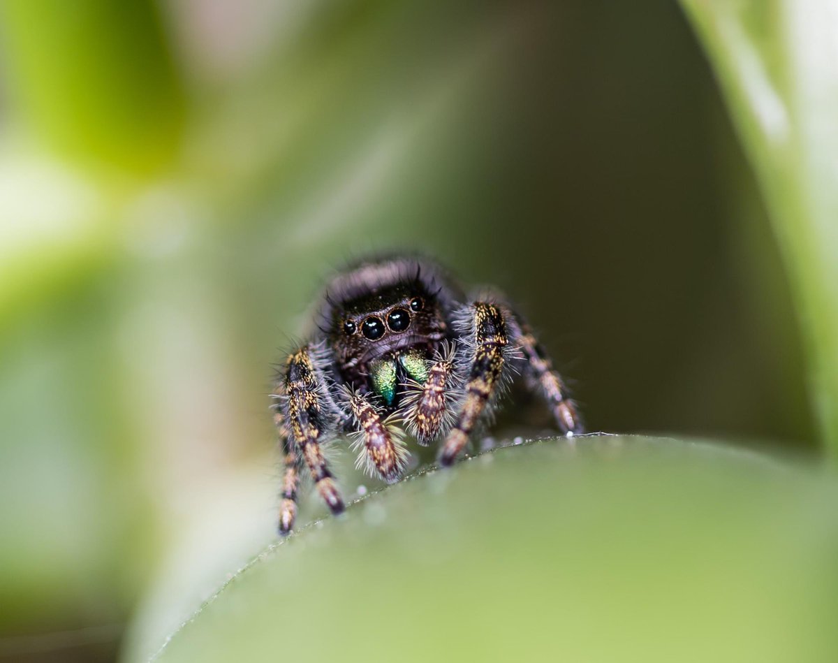 PiercePhotoz's tweet photo. Bold Jumping Spider #spider #canonphotography  #NaturePhotography #macro https://t.co/2LY16GOYME