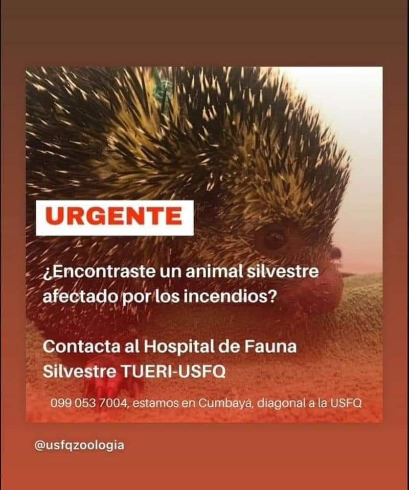 kleyanssi4's tweet photo. Su ayuda difundiendo

#Guapulo #Quito https://t.co/qyoBhPIJ0A