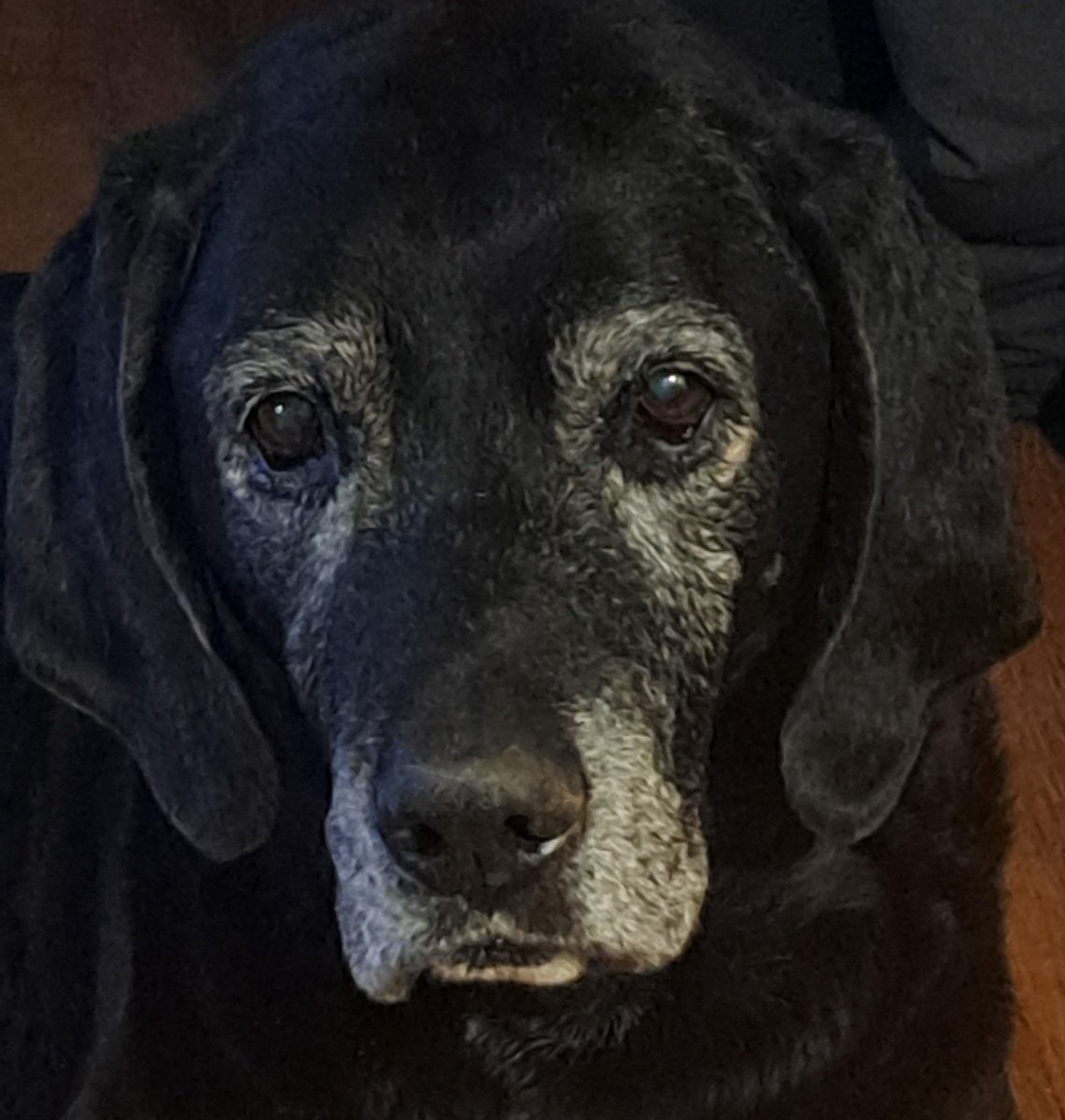Today, I lost my dog Collins. He was my best friend and such an amazing dog. He was abandoned, and I was very lucky to be able to give him a good home. R.I.P. Collins.