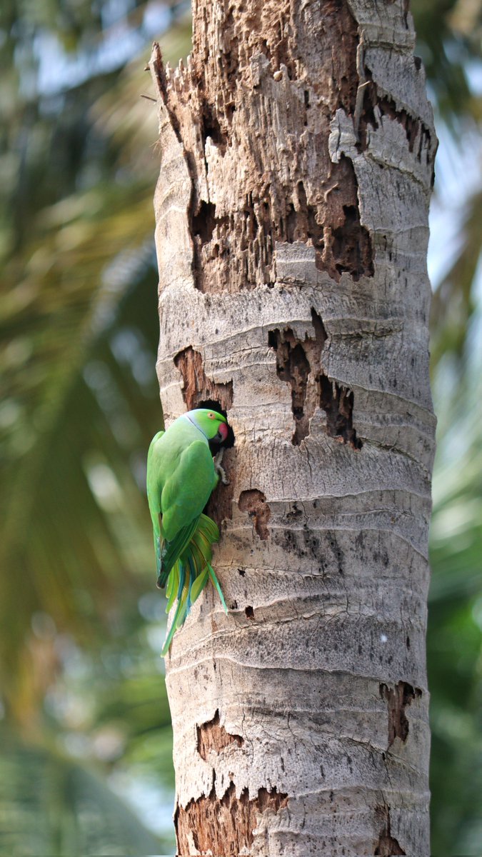 ishafoundation's tweet photo. Amidst the tranquility of #IshaYogaCenter, a #pandemonium of parrots have found their home and are hard at work building their nest inside an old tree trunk! It’s a joy to live in this sacred space with other spiritual seekers and the many colorful birds who call it their home. https://t.co/C380XHUJLz