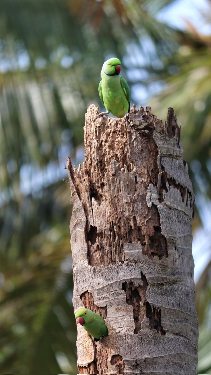 ishafoundation's tweet photo. Amidst the tranquility of #IshaYogaCenter, a #pandemonium of parrots have found their home and are hard at work building their nest inside an old tree trunk! It’s a joy to live in this sacred space with other spiritual seekers and the many colorful birds who call it their home. https://t.co/C380XHUJLz