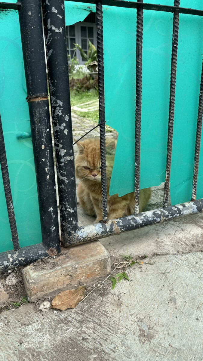 kucingabuhitam's tweet photo. Yaallah ke kunci di rumah tetangga sebelah😭😭😭 liat dr cctv dia masuk pas pagernya kebuka. Gataunya gabisa keluar krn kegendutan. Skrg kyknya gaada org di rumahnya wkwkwk😭🙏🏻 https://t.co/lN0pOq8Nkm