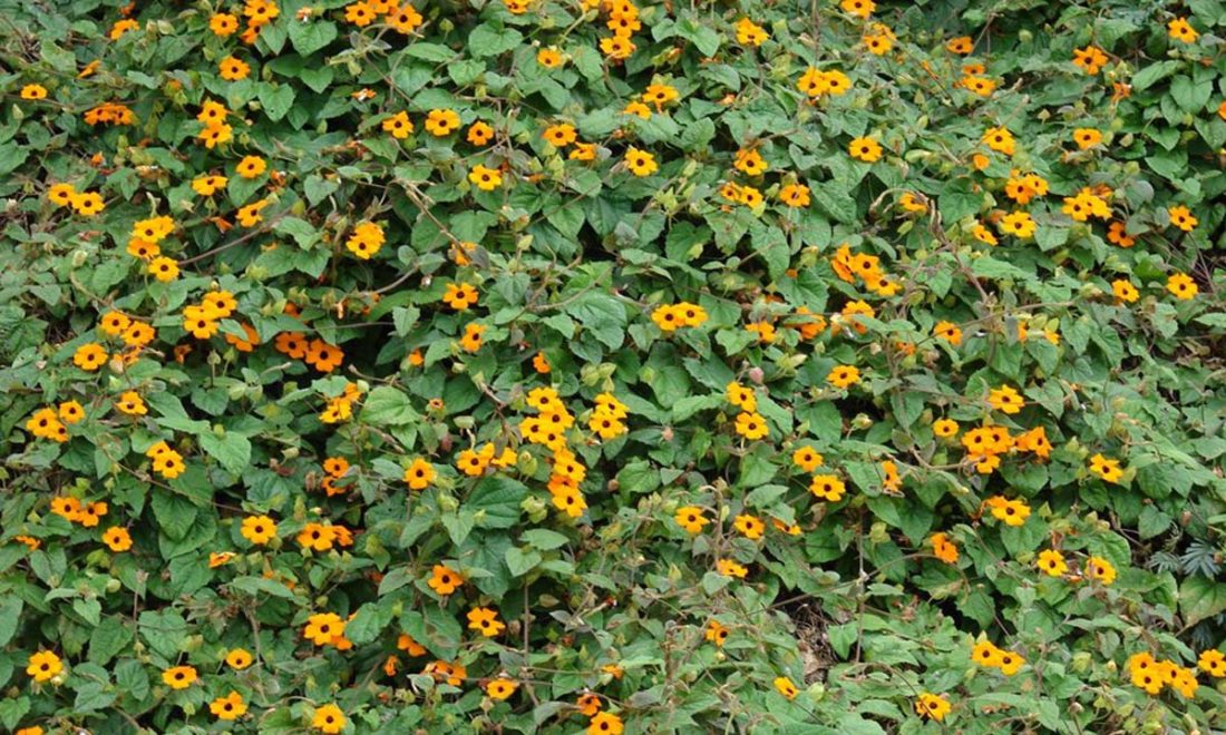 Ojo, en la quebrada de Gúapulo hay dos especies invasoras vegetales que cubren prácticamente todo el espacio el Eucalipto, que seca su entorno y no permite el crecimiento de otras plantas, y la Susanita, una planta que crece como alfombra y se extiende sobre todo como una maleza.