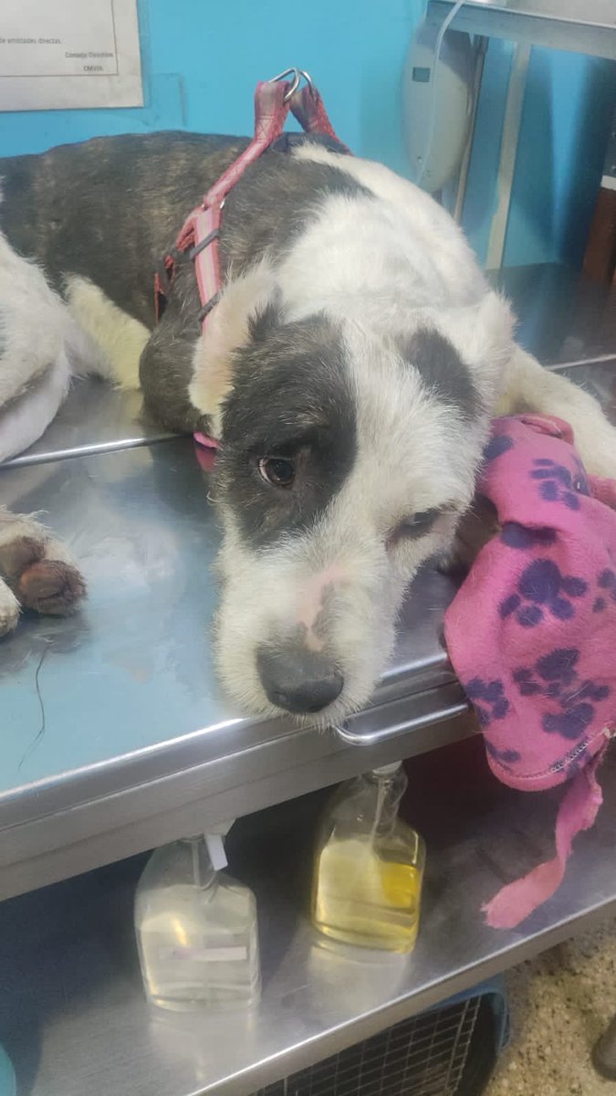 Melissita1204's tweet photo. #ENCONTRADA esta linda perrita ha sido encontrada cerca de la Av. José Granda (cruce con Av. Próceres). Llevaba una pechera rosada Está en una veterinaria ahora pero buscamos urgente a su familia.
Por favor RT y si la reconoces por favor escríbeme al 984566855
Gracias 
#limaperu https://t.co/9PRtEHAVA1