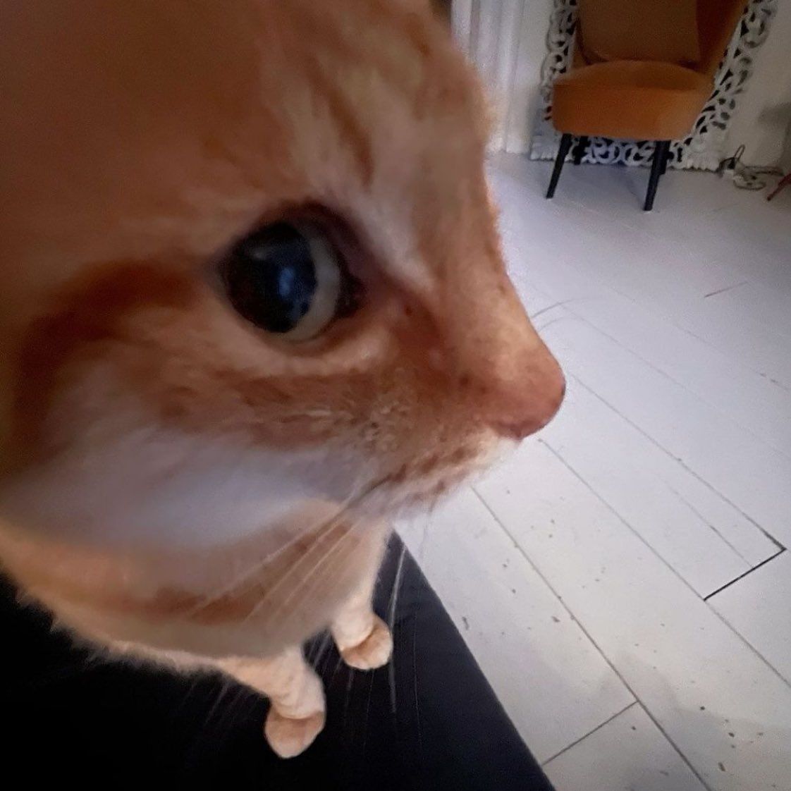 PostsOfCats's tweet photo. they r friends https://t.co/ua6GfiJxAv