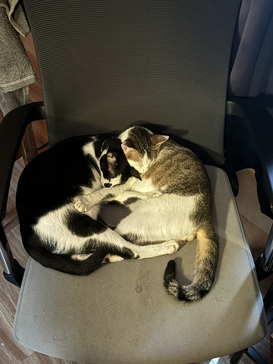 Decided to stand up while working from my desk today. These two taking full advantage of the situation. ❤️