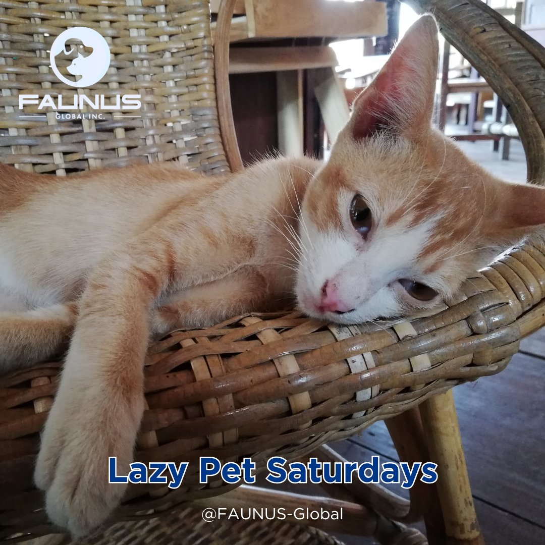 FAUNUS_FNS's tweet photo. Sundays are for snuggles. Post a pic of your pet chilling out on this lazy day!
Also, visit👉 https://t.co/Novc0Udz3o
Join us at Telegram https://t.co/hSZtg043Si
#FaunusGlobal #LazyPetSunDay #RelaxingPets #SnuggleSunDay #ChillVibes #PetRestDay #SundayChill https://t.co/WubeeXjsP2
