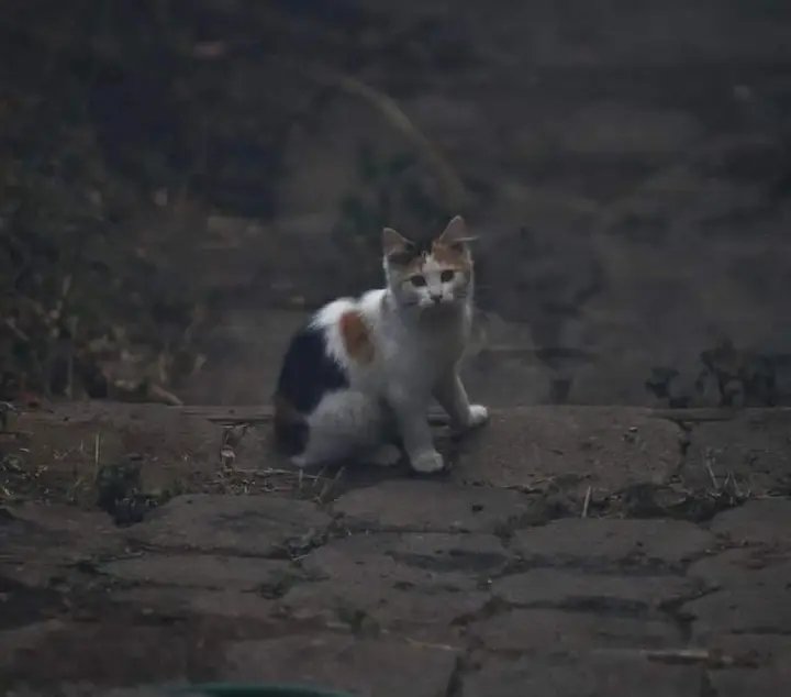 #Urgente Necesitan apoyo para un refugió de peluditos "Angeles de 4 patas", apoyo en logística para trasladar a los peluditos del refugió, que está siendo afectado por el incendio en Quito, parque Metropolitano. #Incendios
#Guápulo <a href="/BomberosQuito/">Bomberos Quito</a>
Contacto Tamia Gómez 0962711149
