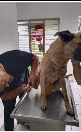 Libro_negro_'s tweet photo. 🔴- ACTUALIZACIÓN SOBRE EL PERRITO MALTRATADO EN TLAQUEPAQUE.

⭕️- Nos informan que el perrito está siendo curado en Salud Animal Tlaquepaque como lo habíamos mencionado antes, sin embargo no será dado en adopción por el momento ya que hay una carpeta de investigación en la Fiscalía del Estado de Jalisco por estos terribles hechos.

El perrito tampoco será dormido, no se preocupen por eso, me dicen que puede ser posible que lo dejen a resguardo de alguna asociación protectora de animales en los próximos días.

Gracias por su empatia con los animalitos.

Y muchas gracias a los ciudadanos que lo rescataron, los te quiero mucho a esxs dos.