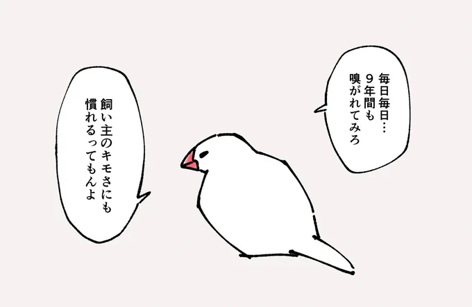 今日の文鳥 