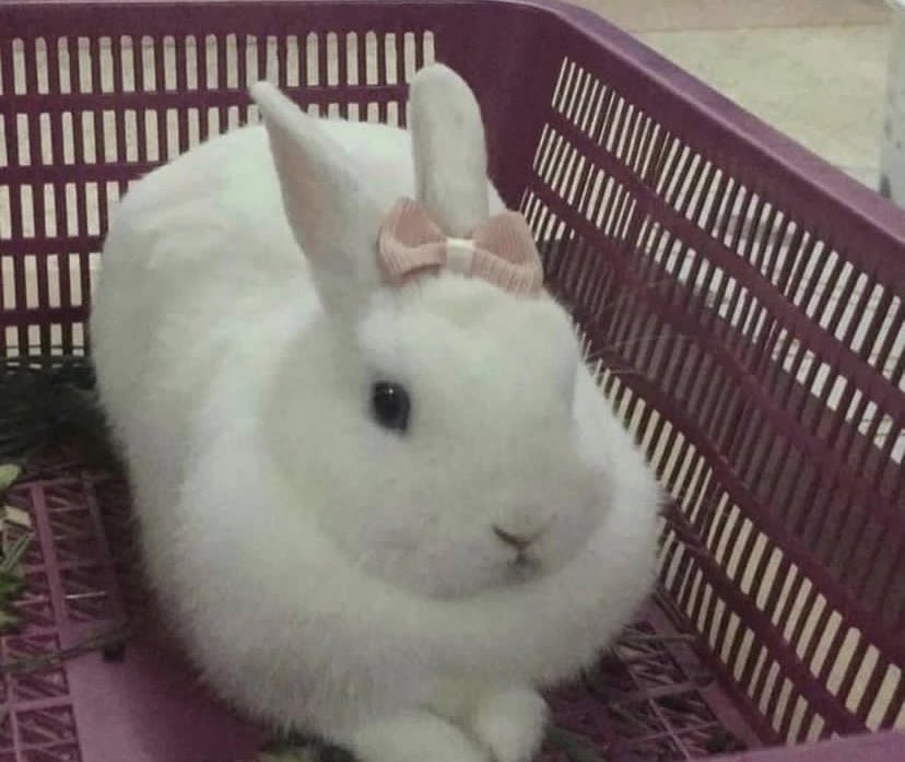 umh_ok's tweet image. one time my boyfriends nazi housemate almost punched me in the face bc I said the Falklands belong to Argentina and that war caused so much suffering, loss and economic downturn to all latinamerica and it only served as an emotional pat in the back for British nationalism