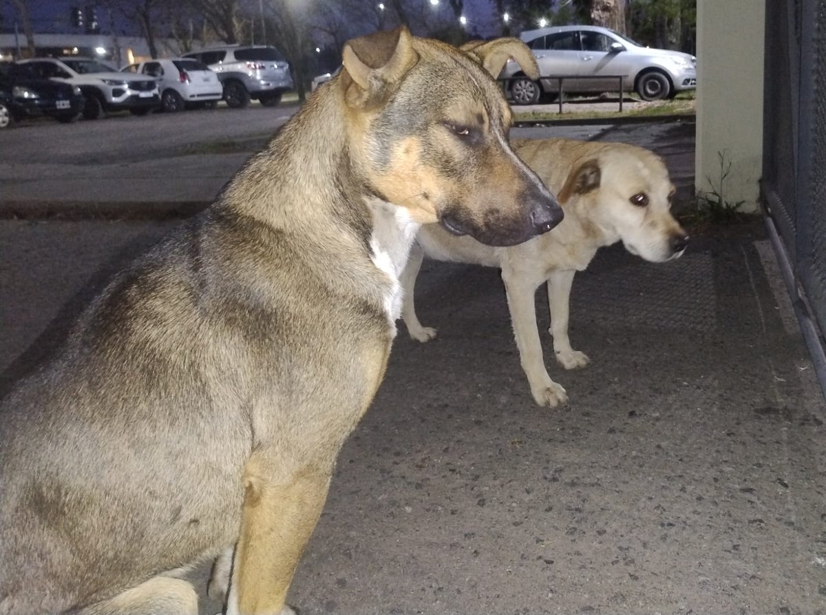 #Radiópolis | 🔴 ¡#Atención! Esta mañana al llegar a la radio nos encontramos con estos dos hermosos 🐕 . 
Seguramente están perdidos. ¿Los reconoces? Escribinos al 3413501230 para encontrarles su hogar ♥️🐶