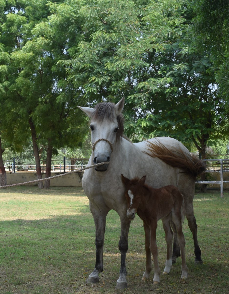 icarindia's tweet image. Scientists at the Equine Production Campus, #ICAR-NRCE, Bikaner, have successfully produced the country&apos;s first live horse foal – Raj-Sheetal, born from embryo transfer on 21.09.2024
🔗 Details here: icar.org.in/raj-sheetal-co…
#ICAR #EmbryoTransfer 
@ChouhanShivraj @AgriGoI