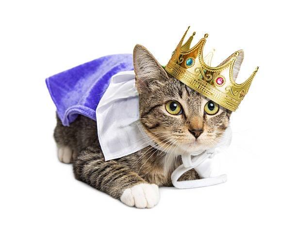 Catizen tweet media