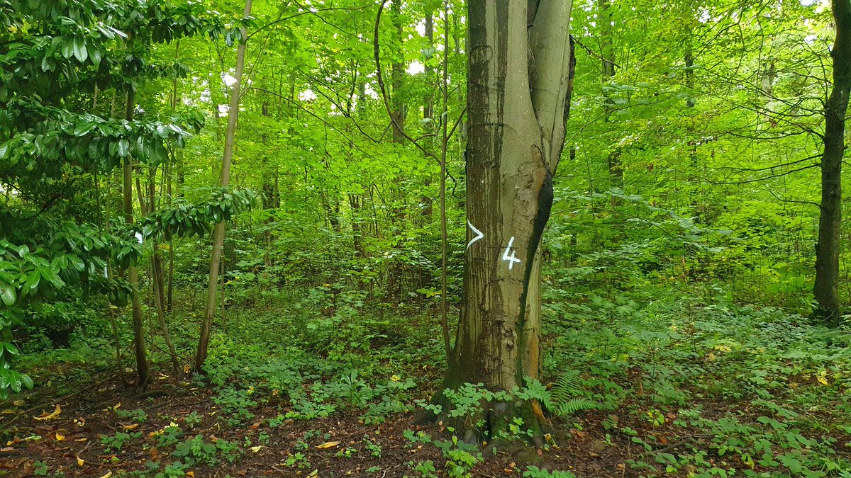 GNSA_arbres's tweet photo. Rencontre #tousenforet @ONF_Officiel 
👉En #Iledefrance
⛔️Coupes rases et échec de plantations 
⛔️Chemins d'exploitation créant saillies et ornières.
⛔️Sous traitants peu regardants sur les périodes d'intervention 
😡Stop à Exploitation Intensive!
#deputes
@Canopee_asso @FneIDF https://t.co/uQpzOci5nQ