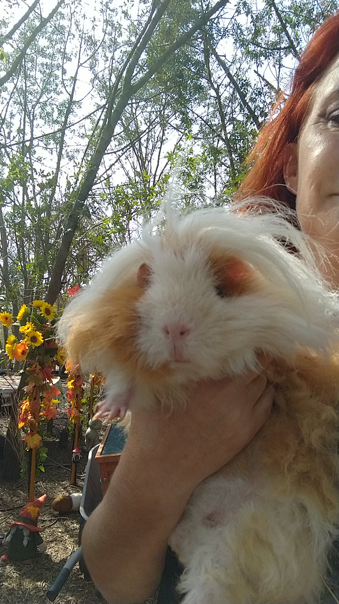 fermedoudou's tweet photo. Abandonnés à cause d'un amour brisé, ces petits êtres innocents ont payé le prix d'une vie bouleversée. Ils ne méritaient pas cet abandon, juste une seconde chance. ❤️ #AbandonInjuste #ProtectionAnimale #CochonsdInde #SecondChance https://t.co/8fyFyy6GmT
