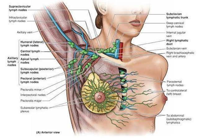 SunfactsTv's tweet photo. Your left armpit produces more odor because of the left drainage system which collects bacteria/waste/pathogens from your legs, left arm, thoracic area to left lymphatic duct, located near left armpit where the last of waste is cleaned. https://t.co/7PVFMDkTch