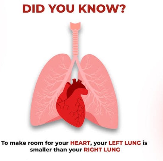 SunfactsTv's tweet photo. Did you know your right lung takes in more air than your left?. https://t.co/FRKQVkPlit