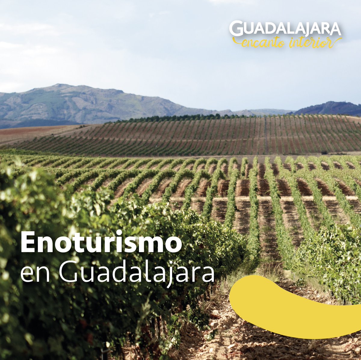 turismoengu's tweet image. 🍇 El enoturismo es una manera distinta de conocer el territorio, de adentrarse en la gastronomía local y de disfrutar en boca los matices de la naturaleza. 

🍷Os proponemos tres bodegas que ofrecen propuestas de visita en Sierra Norte y La Alcarria:
turismoenguadalajara.es/reportajes/eno…