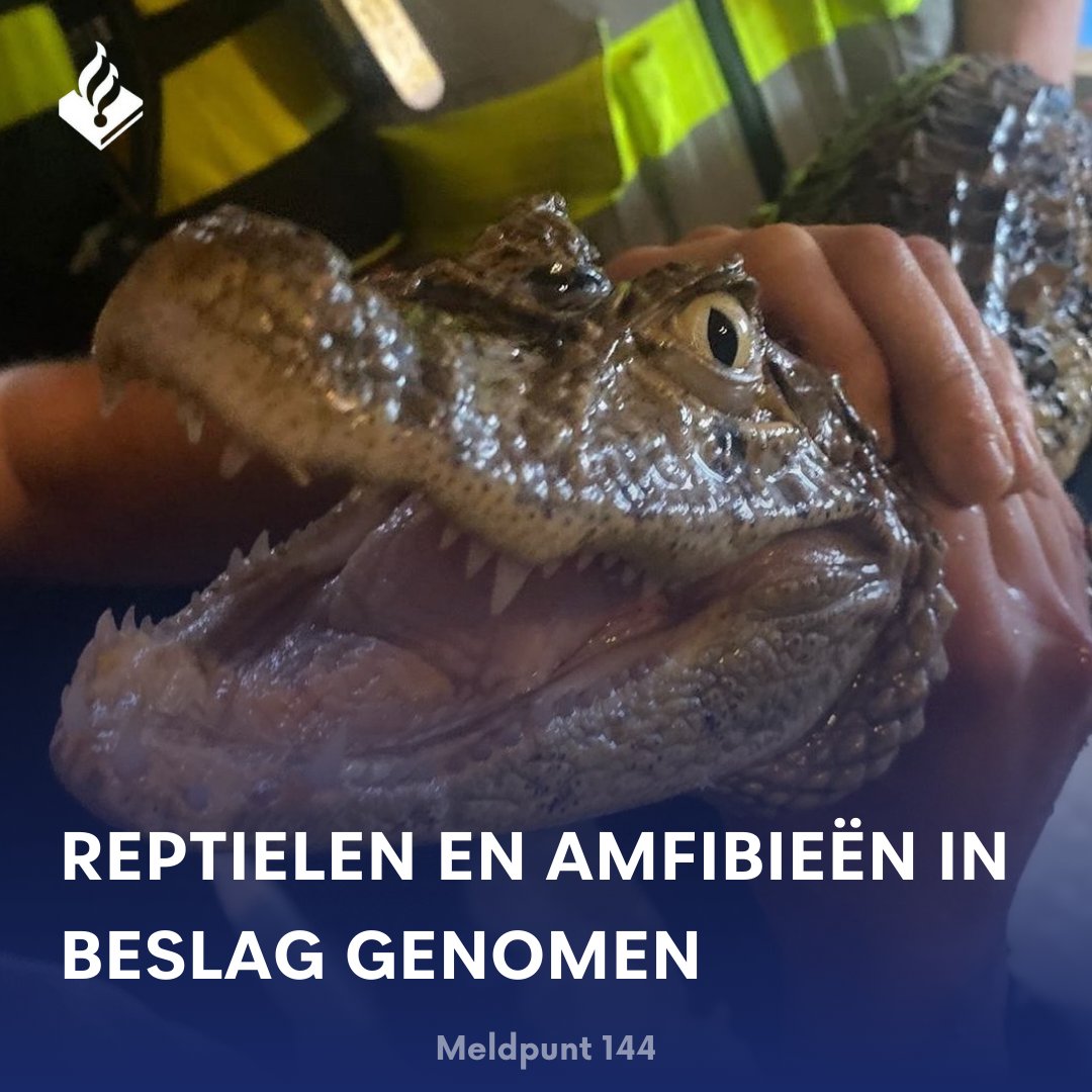 In #Bunde heeft de @pol_limburg in overleg met de OvJ o.a. slangen, baardagamen en een #brilkaaiman strafrechtelijk in beslag genomen. Ze kregen niet de juiste zorg, waren te mager en mogelijk ook ziek. De houder is PV aangezegd.

Zelf melding maken? ☎️144 of #linkinbio