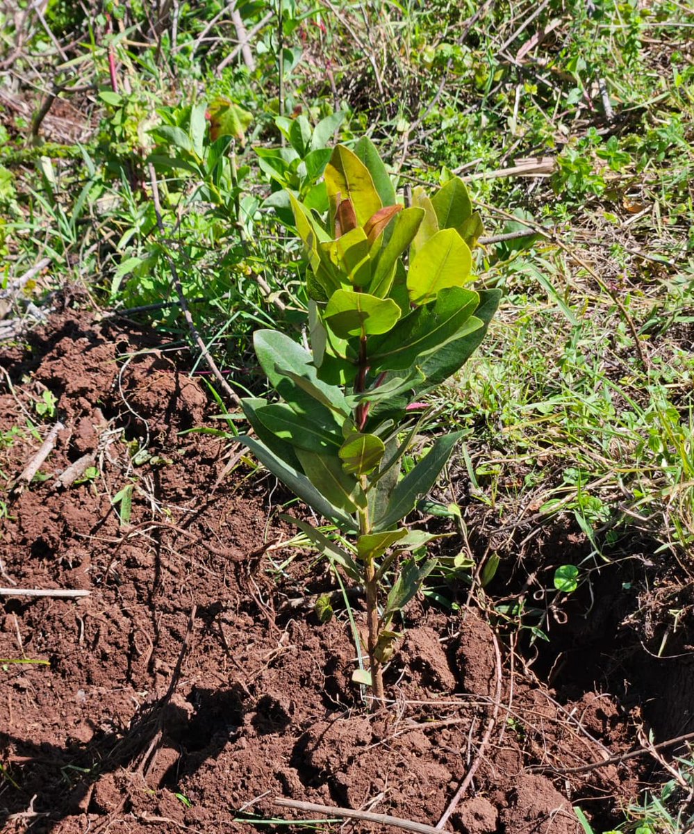 MjengoKE's tweet photo. Public participation enhances environmental stewardship. The Environmental Restoration Fee allows citizens to voice their thoughts on important issues facing our environment. Together, we must ProtectConserve AndPreserve. #RestoreOurEnvironmentKE https://t.co/IT5wpT6PUU