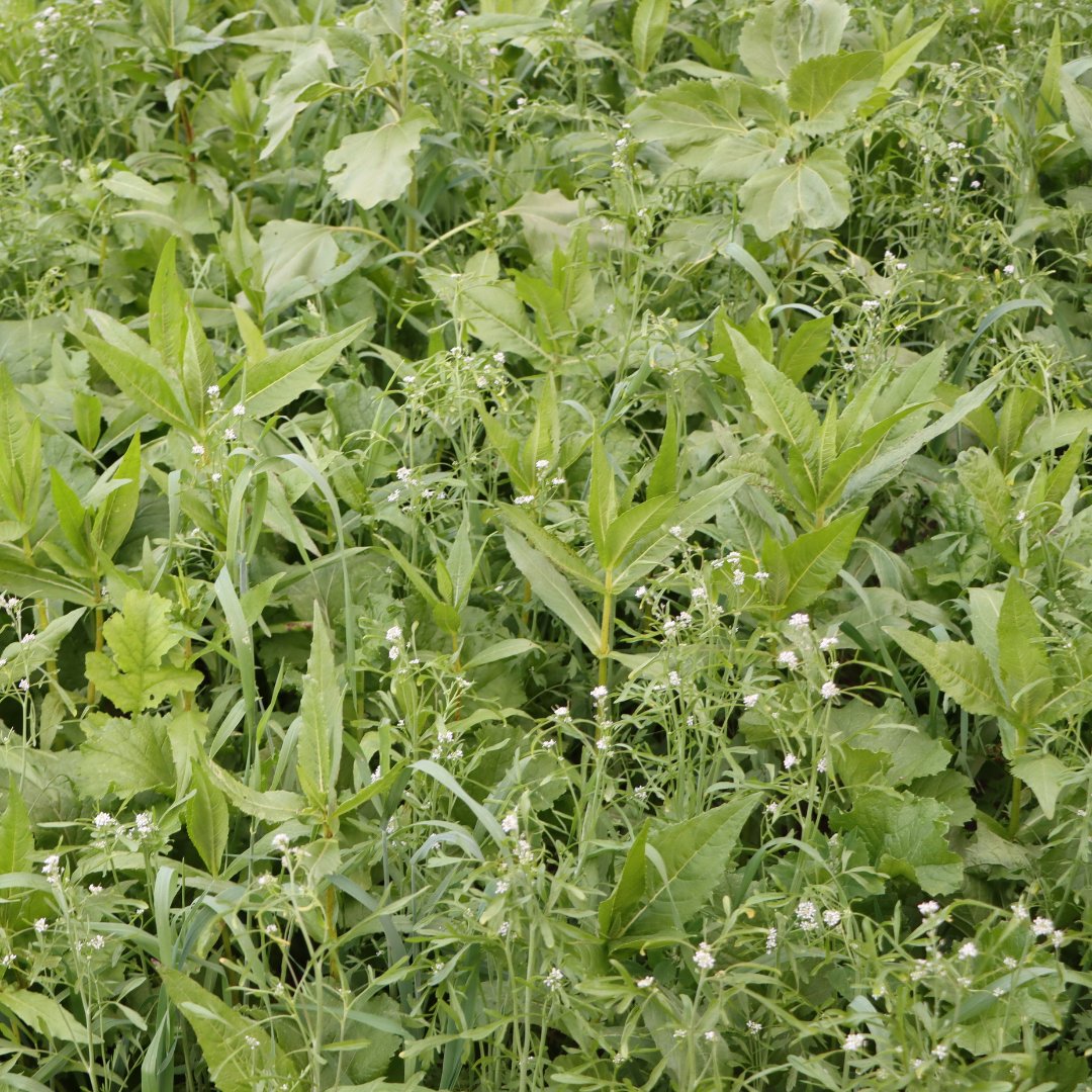 Fjildlab tweet media