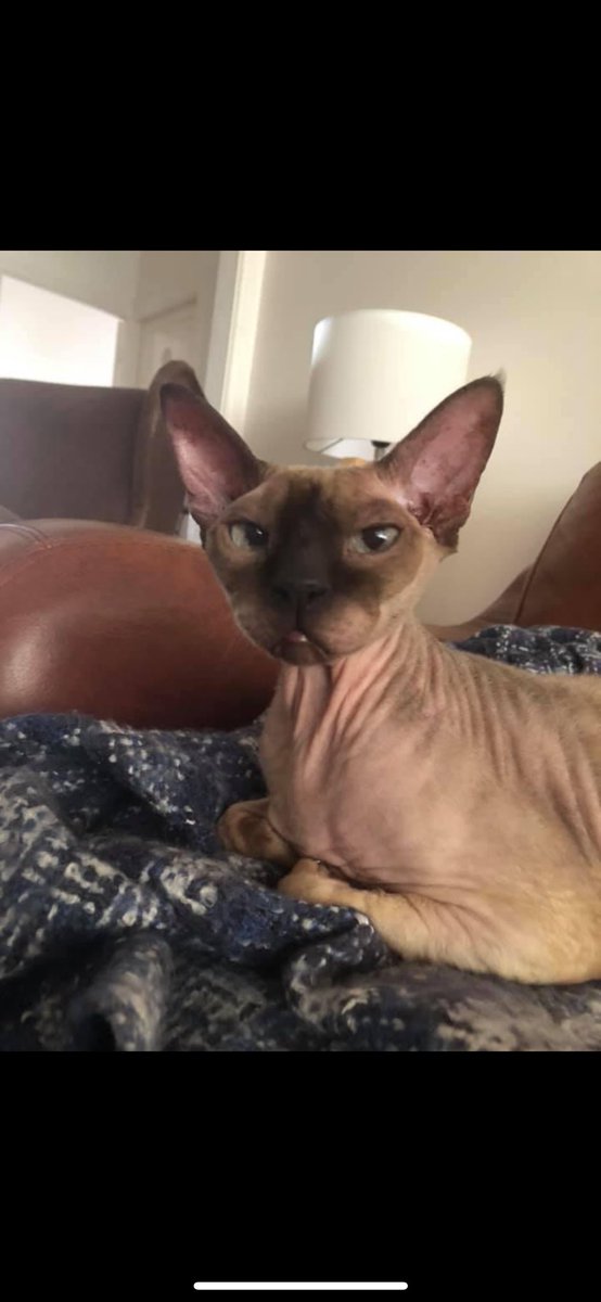 kljspope's tweet photo. @JaneFallon  it’s been around 6 weeks but I wanted to let you and some of Arthur’s friends know, that our precious boy went over trb. I wanted to tell you as I know Ollie &amp; Arthur were great friends. We’re still struggling without him but we had 15 years of loving our boy.💔 https://t.co/m4In0L8bpT
