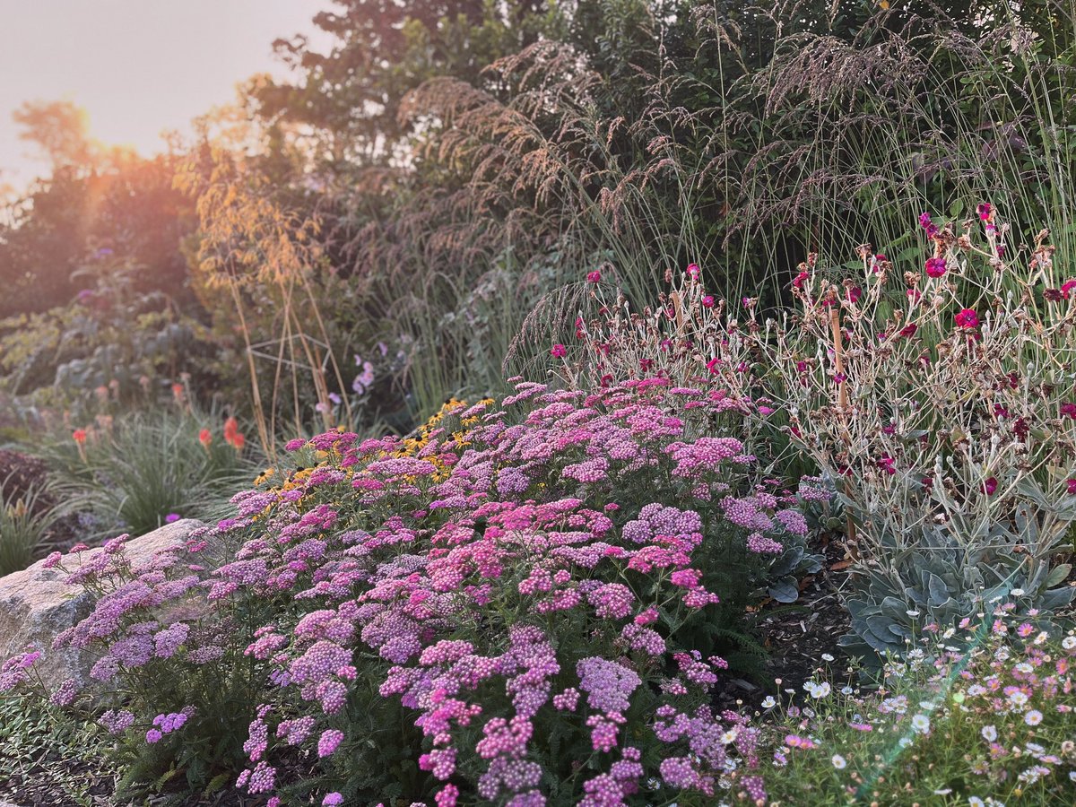 Early autumn in 1 of our seaside gardens in south Dublin. Planting in 6 months &amp; knitting together nicely.

#gardendesign #southdublin #planting