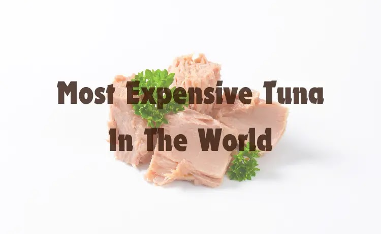 The most expensive tuna ever sold was the Bluefin Tuna which was sold in Japan for a whopping $3.1 million.
#fishland #expensive #sushi 
Read more here👇
usopman.com/2024/09/most-e…